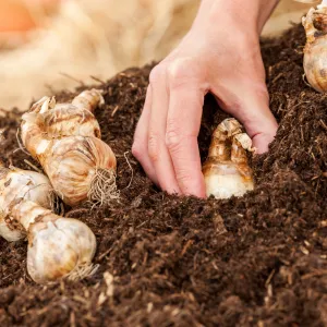 AutumnMix Compost