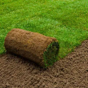 Garden Lawn Turf