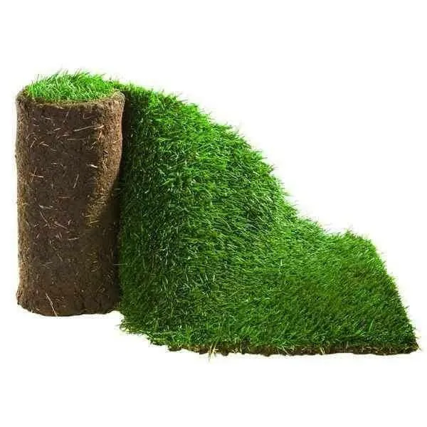 Garden Lawn Turf