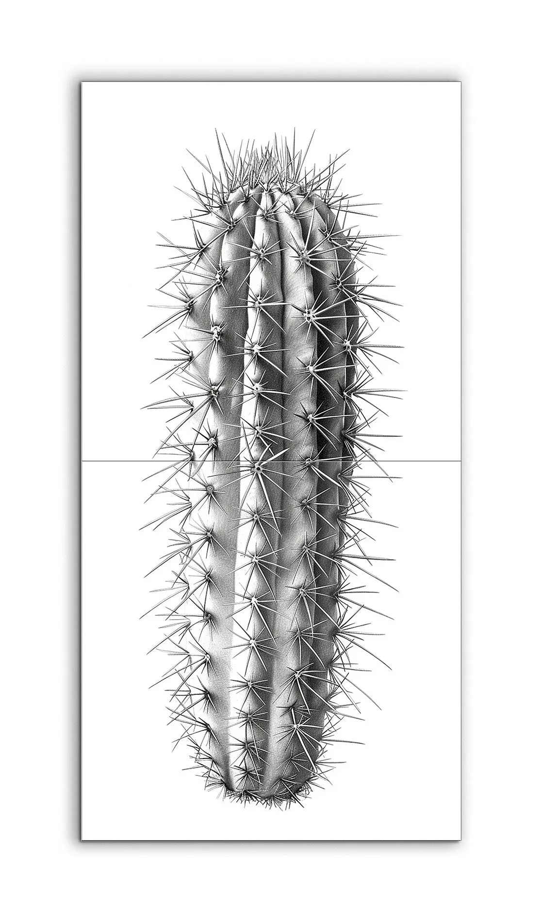 Hyper-Realistic Cactus Illustration in Monochrome