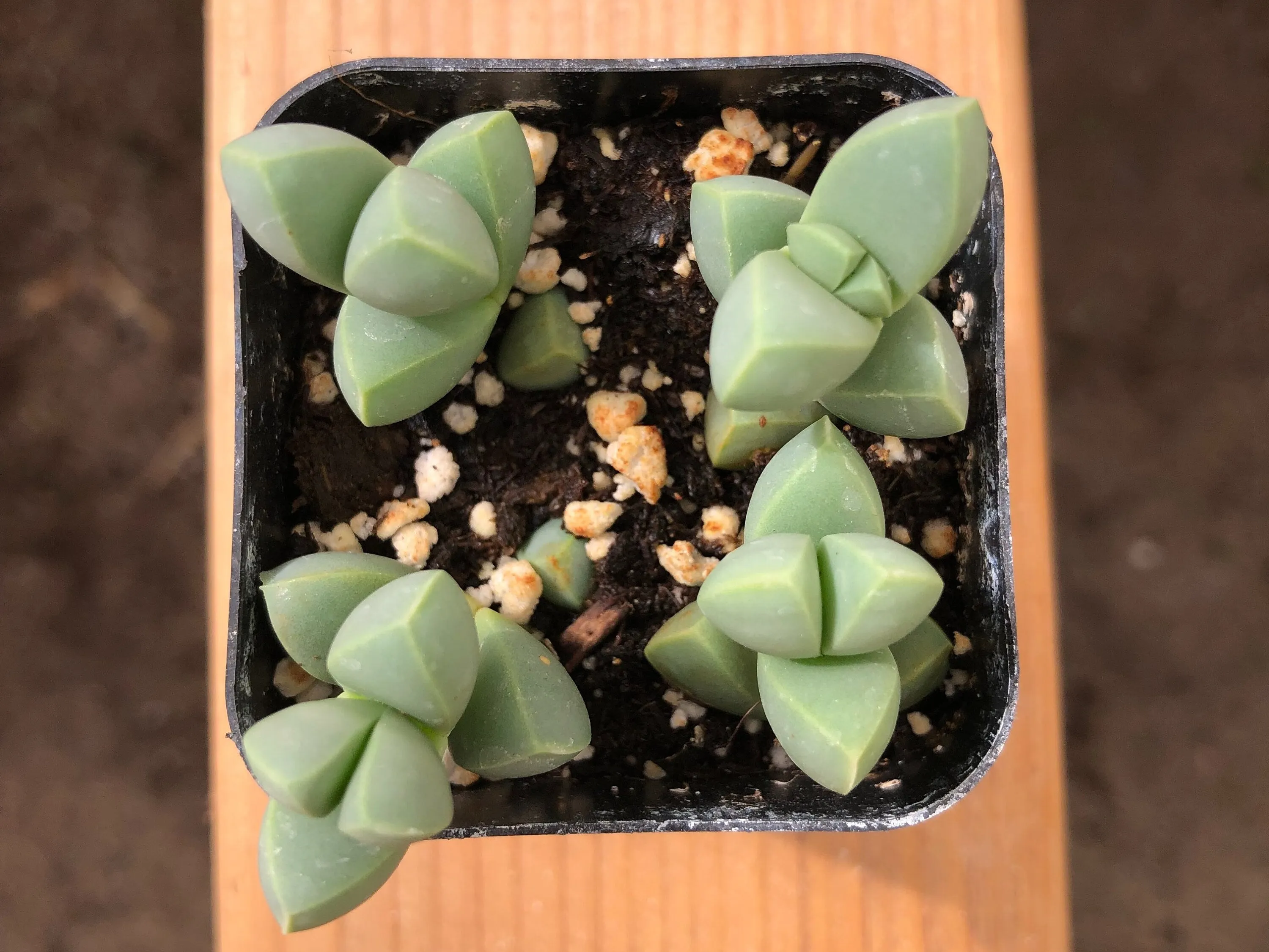 Live Astridia Velutina | Ice Plant |