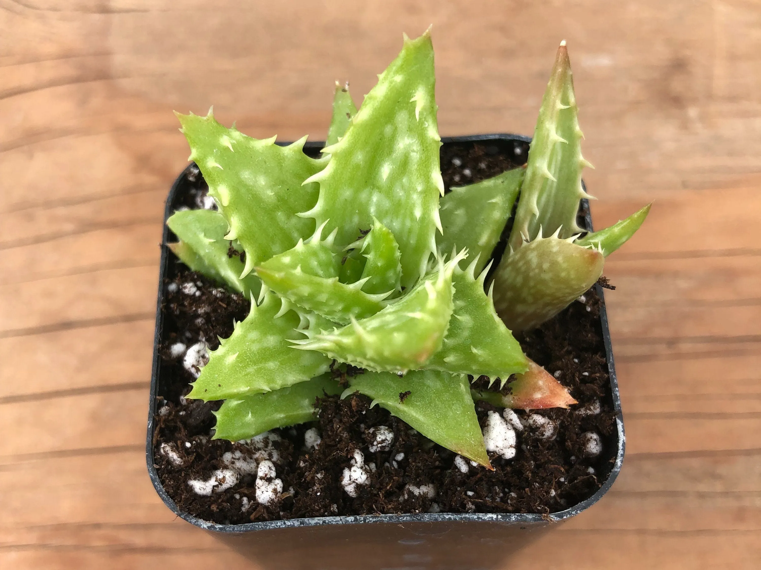 Live Tiger Tooth Aloe Succulent | Aloe Juvenna