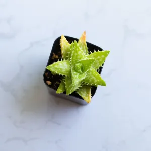 Live Tiger Tooth Aloe Succulent | Aloe Juvenna