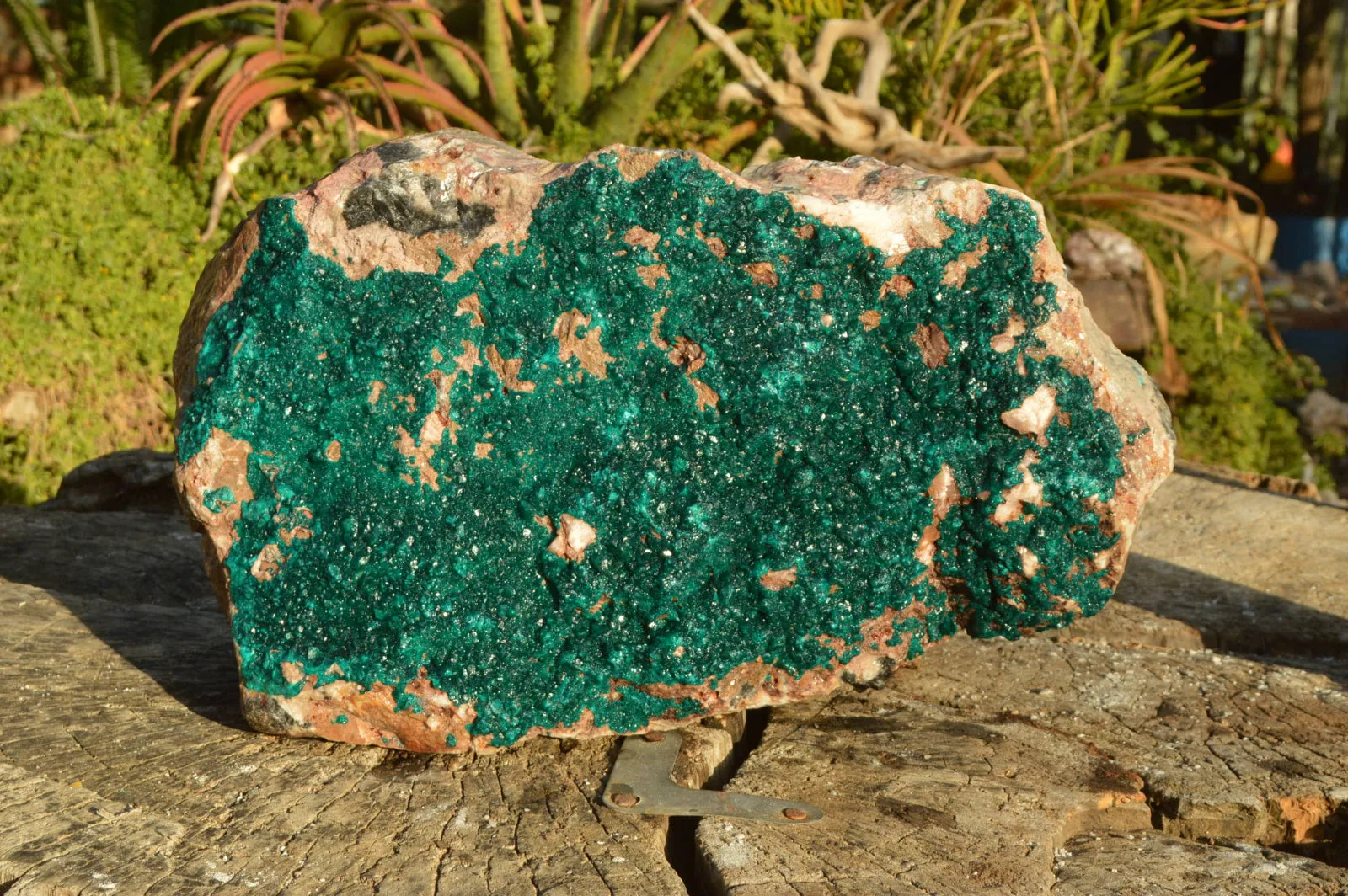 Natural Huge Exceptional Dioptase Specimen (Second Largest In The World!) x 1 From Tantara, Congo