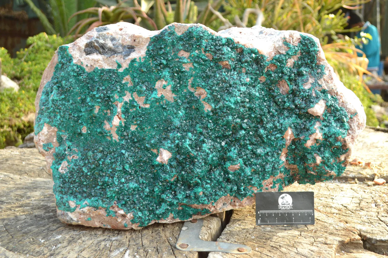 Natural Huge Exceptional Dioptase Specimen (Second Largest In The World!) x 1 From Tantara, Congo