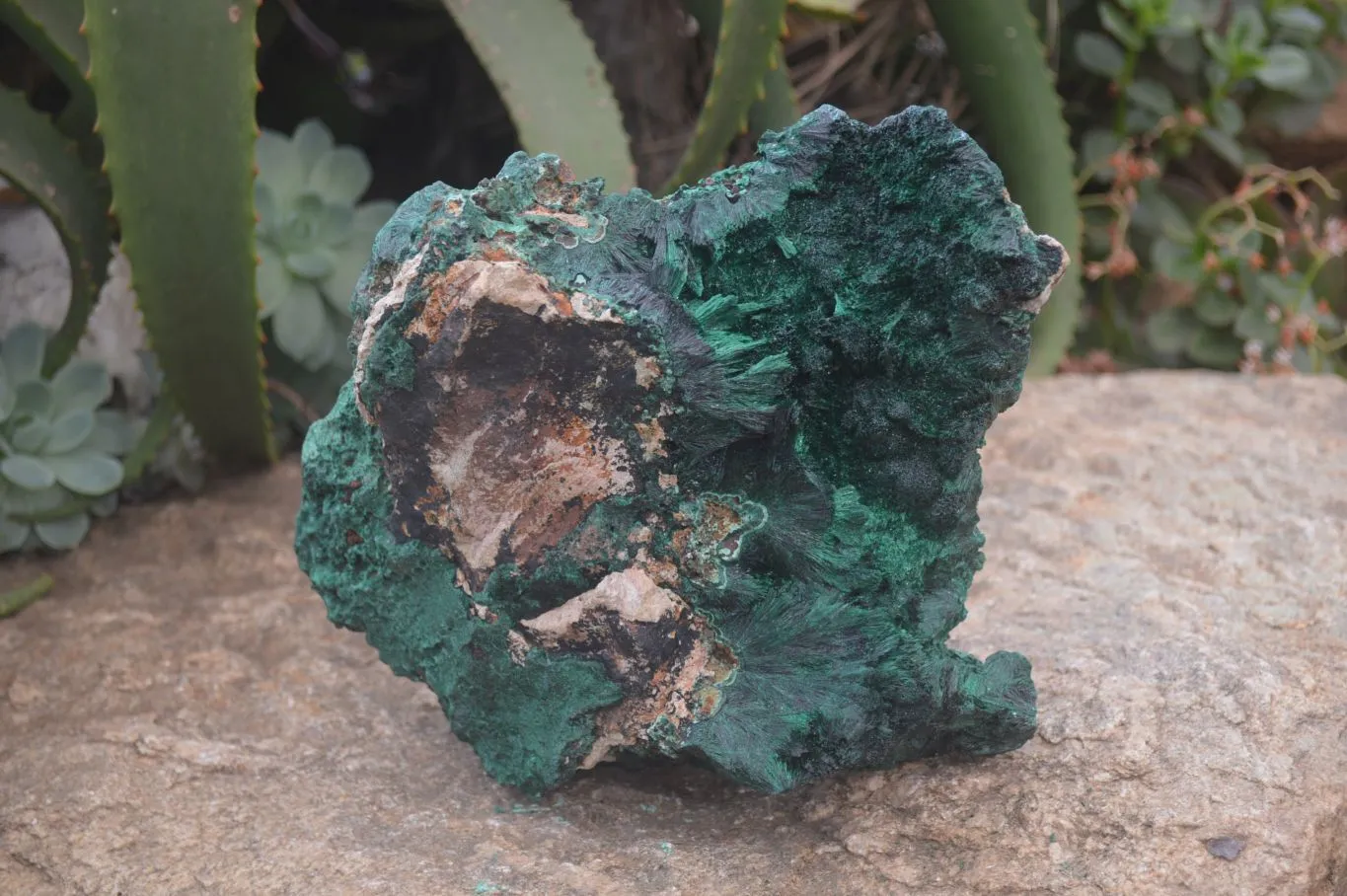 Natural XL Silky Malachite Specimen x 1 From Kasompe, Congo