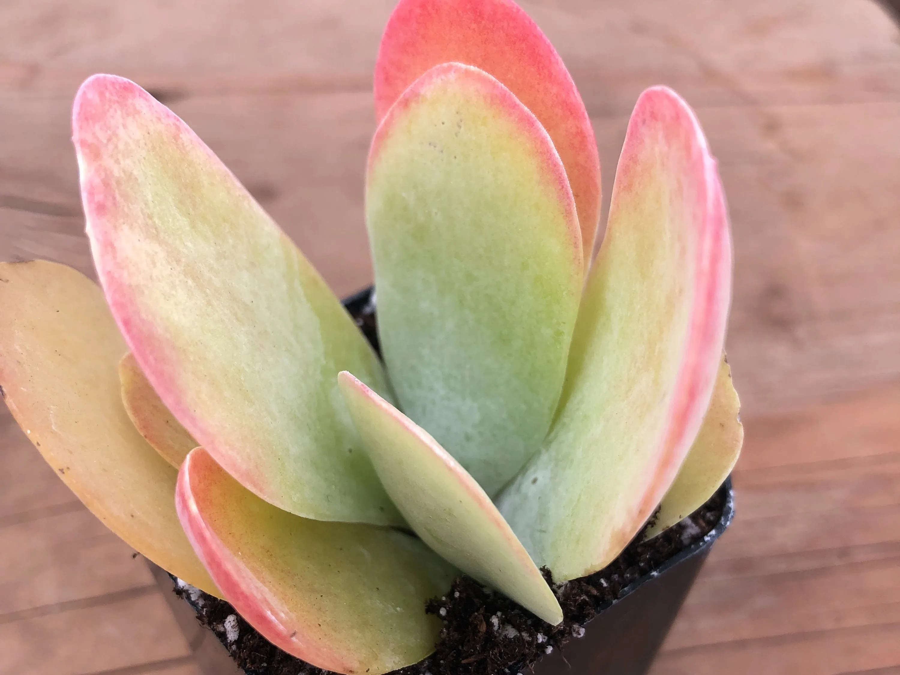 Paddle Plant | Kalanchoe Luciae | Flapjack Paddle Plant | Live Succulent