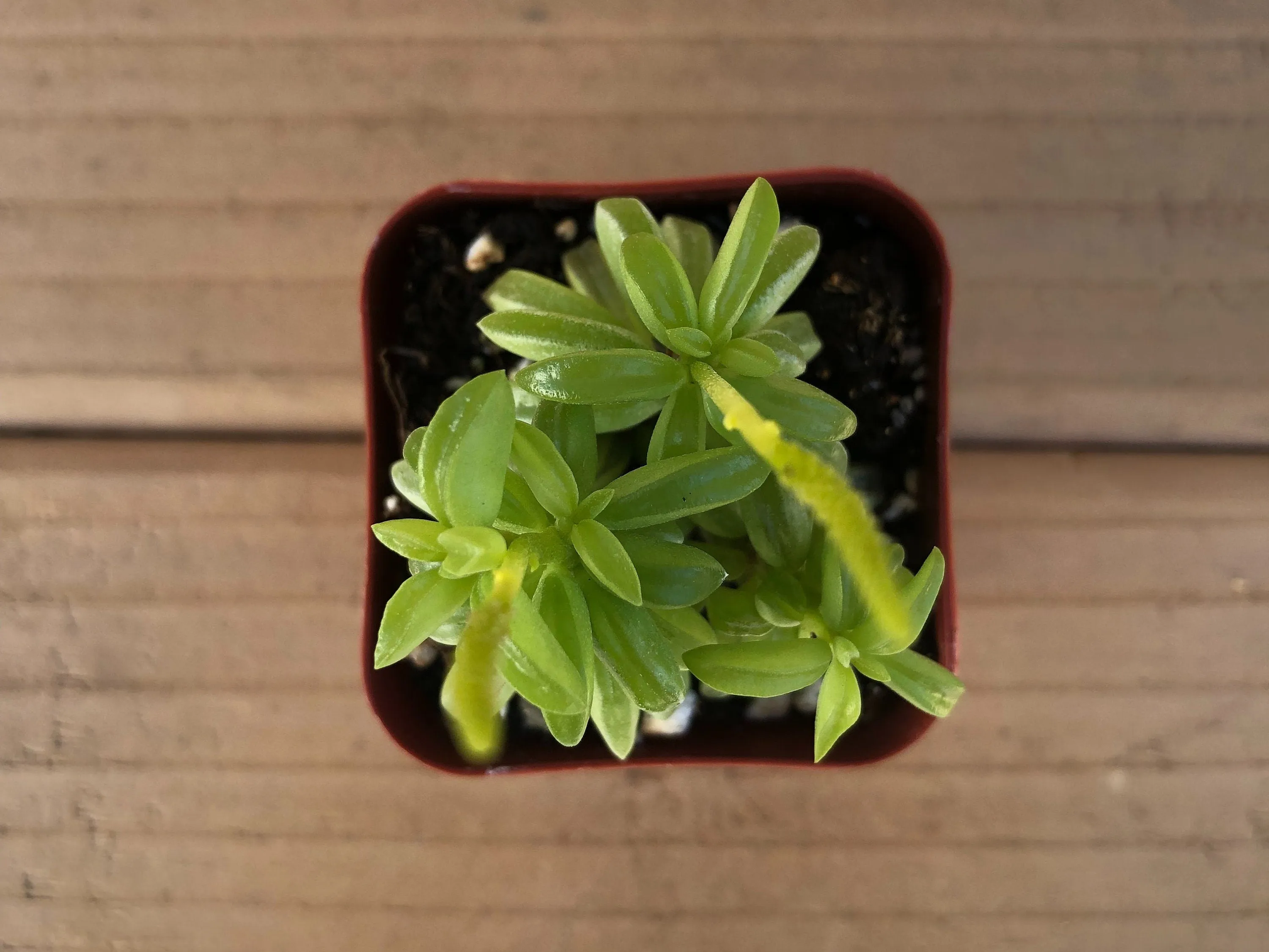 Prayer Pepper | Peperomia Dolabriformis | Live Succulent