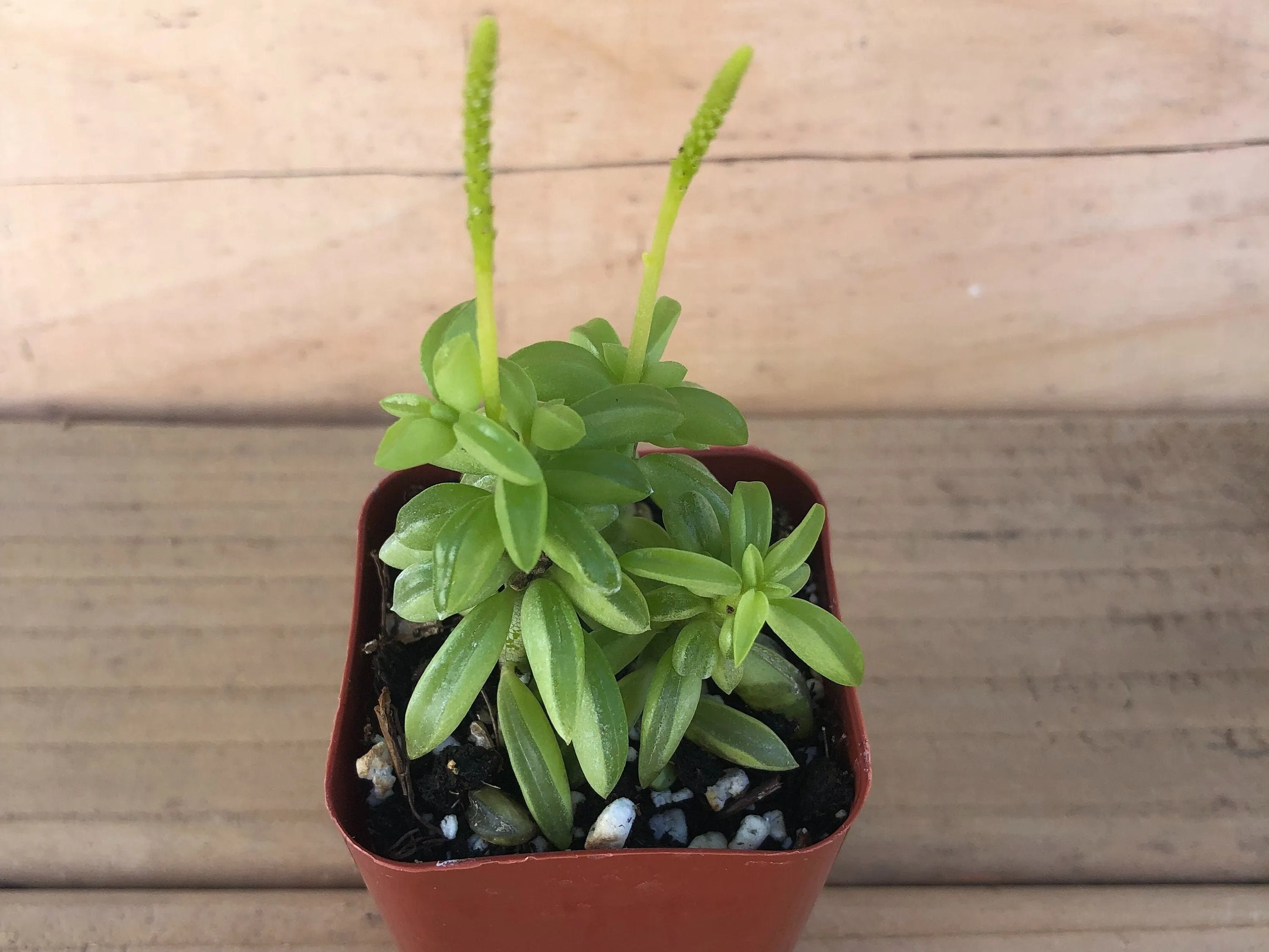 Prayer Pepper | Peperomia Dolabriformis | Live Succulent