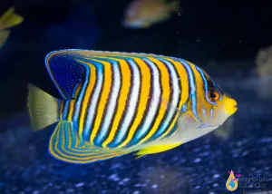 Regal Angelfish -Yellow Belly