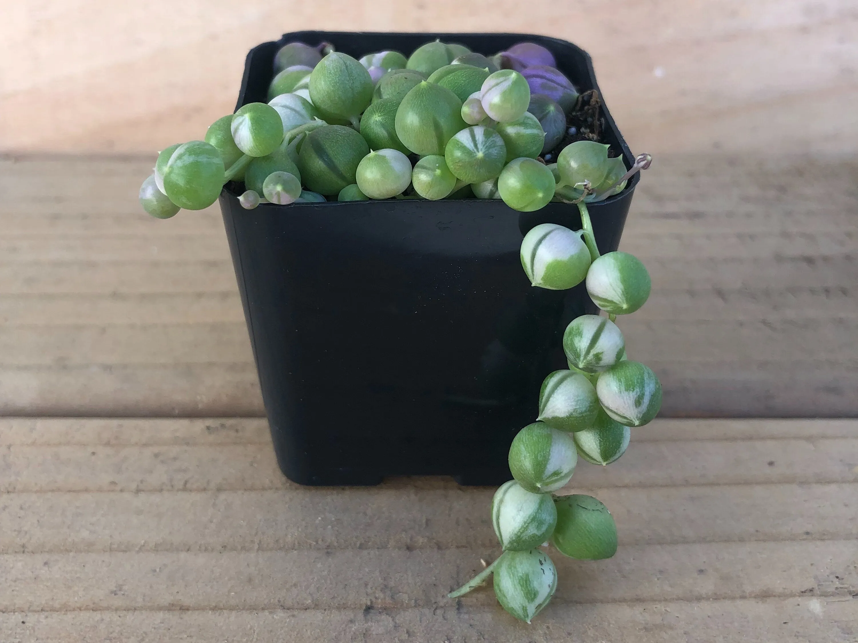 String of Pearls | Senecio Rowleyanus | Live Succulent