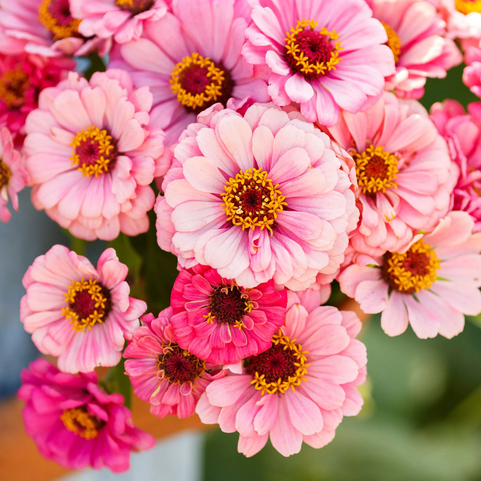 Zinnia Seeds - Exquisite