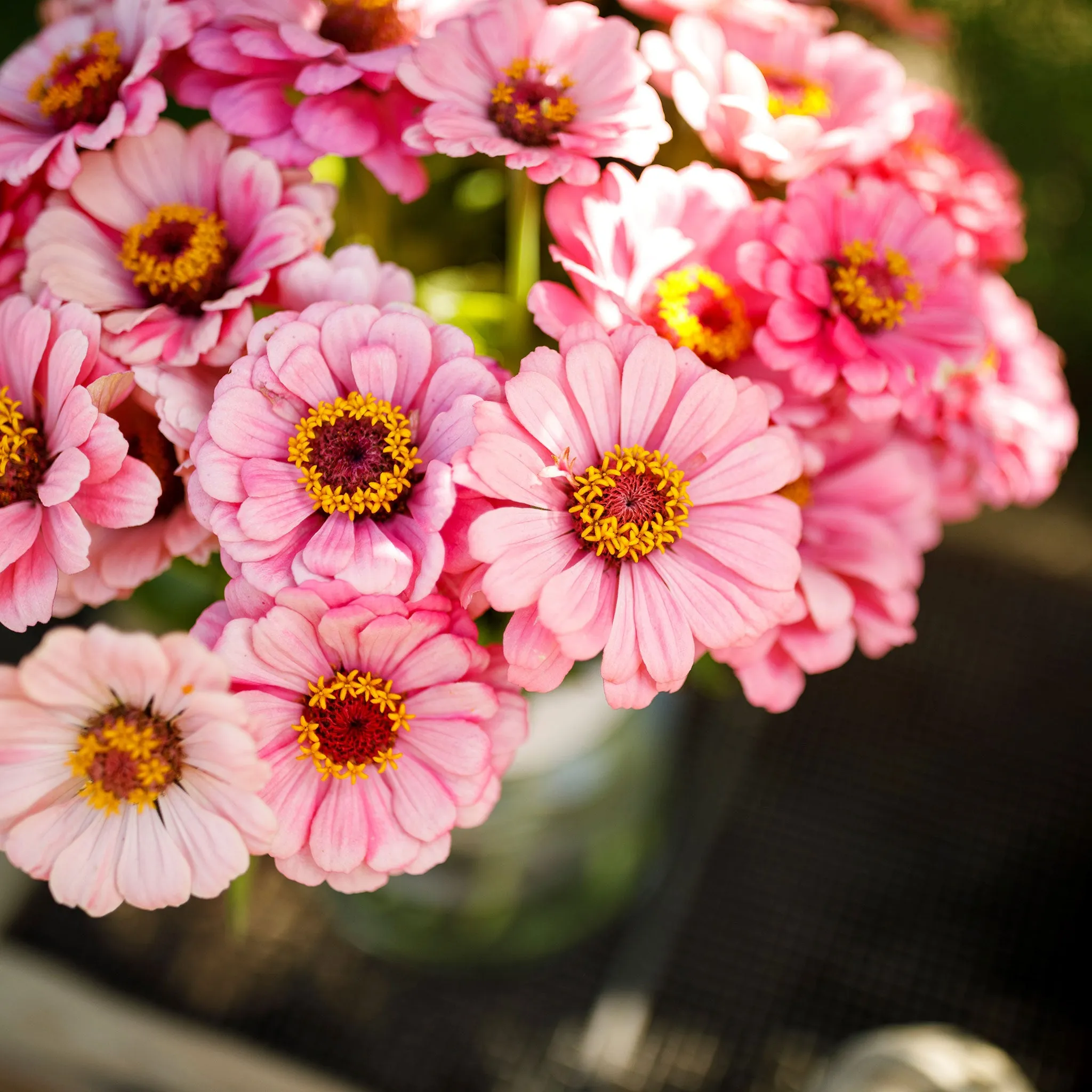 Zinnia Seeds - Exquisite