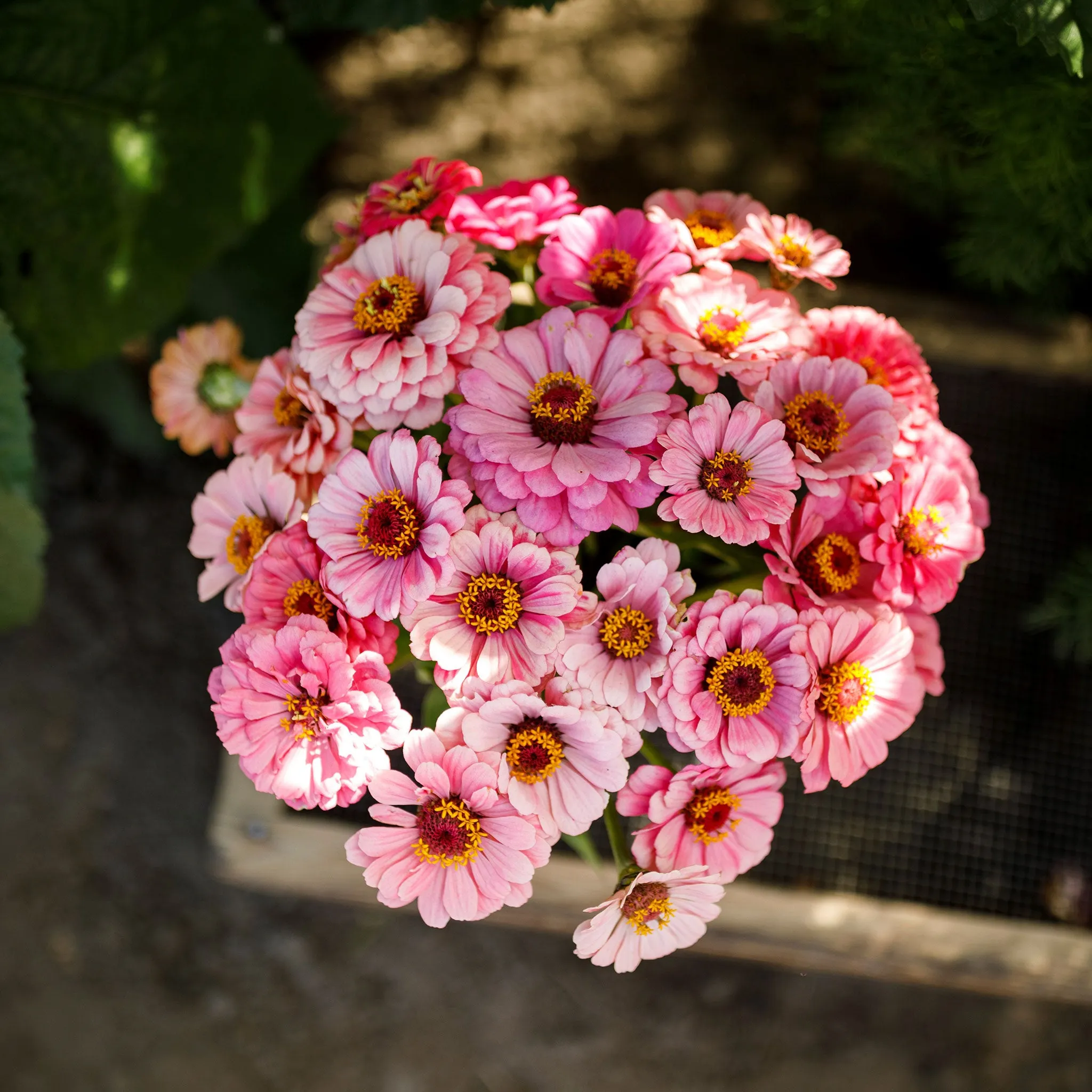 Zinnia Seeds - Exquisite